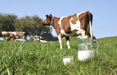Health Benefits of Drinking Cow’s Milk