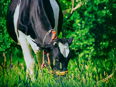 Benefits of ordering milk online