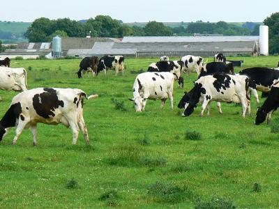 Milk which help in maintaining the human health  