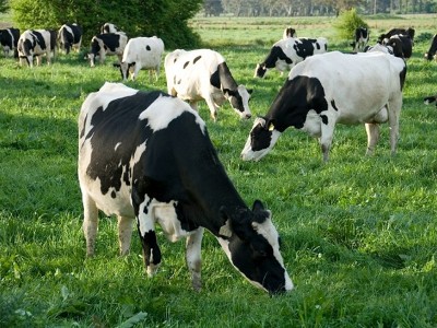 Emolument of Aryan Agro milk 