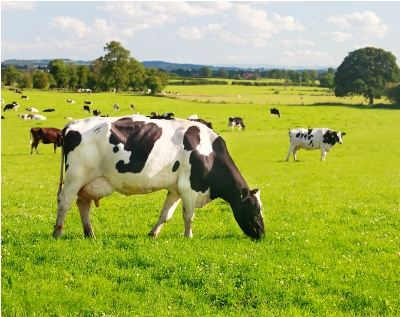 Drink Aryan Agro Milk for Better Health 