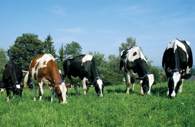 Packaged Milk Vs Raw Milk – How nutritious and safe? 
